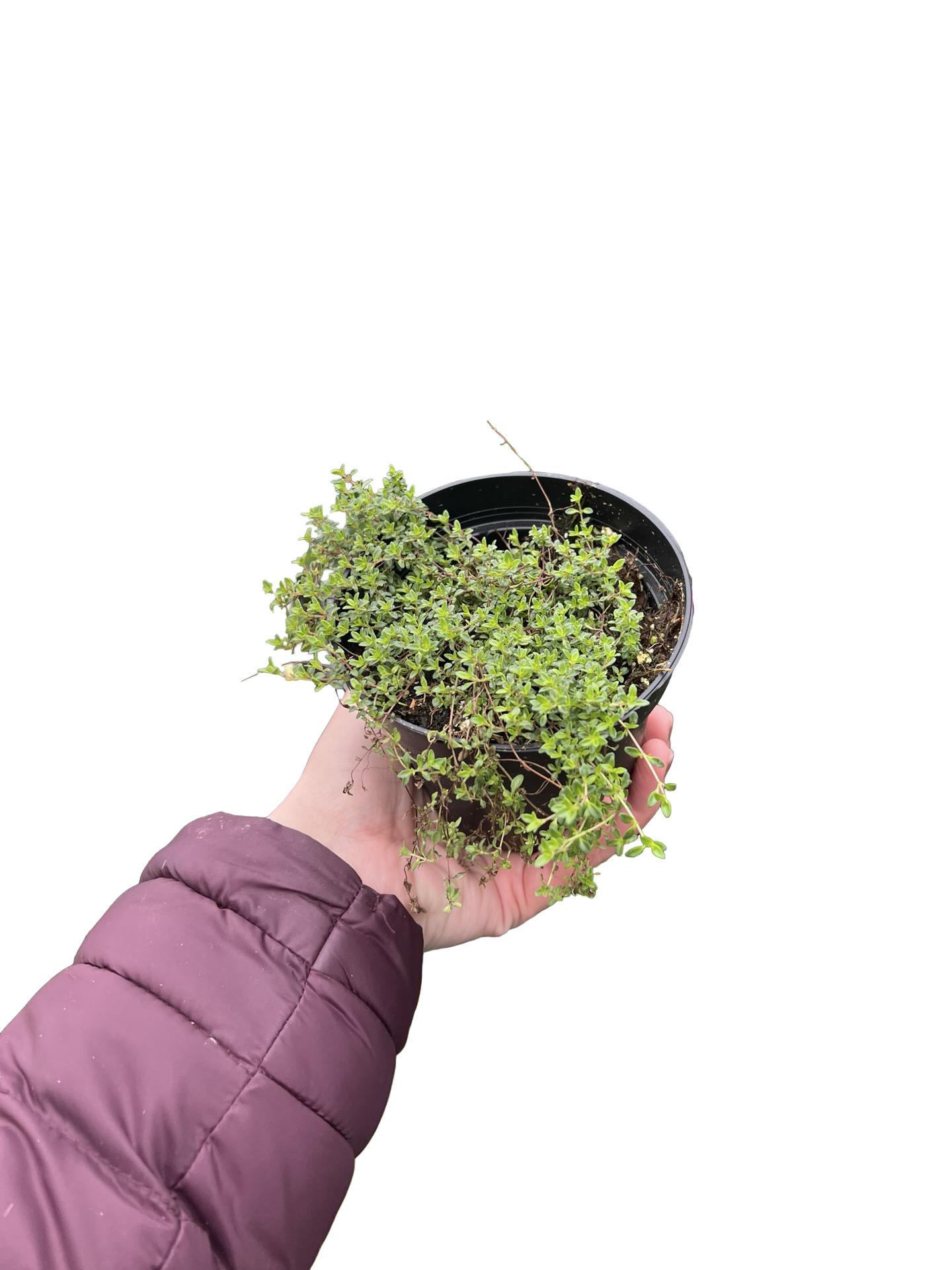 Creeping Thyme  4" | Garden Seedling