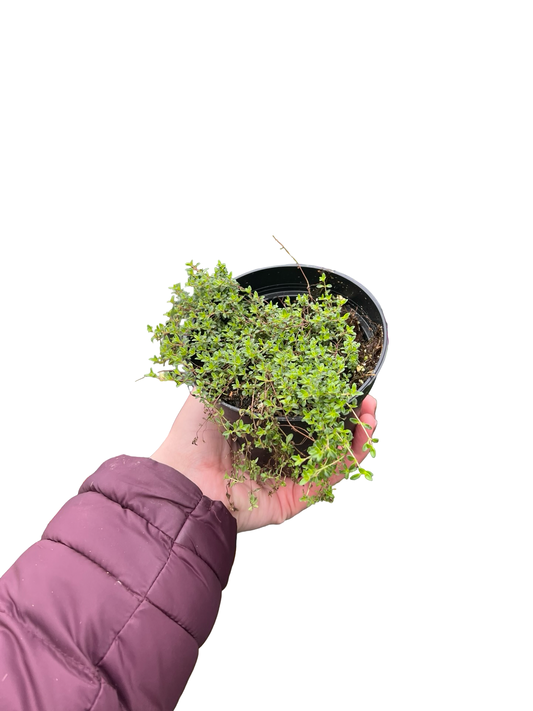 Creeping Thyme  4" | Garden Seedling
