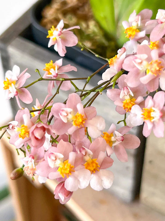 Orchids | Oncidium Tsiku Marguerite 'CT-Romantic Fantasy'