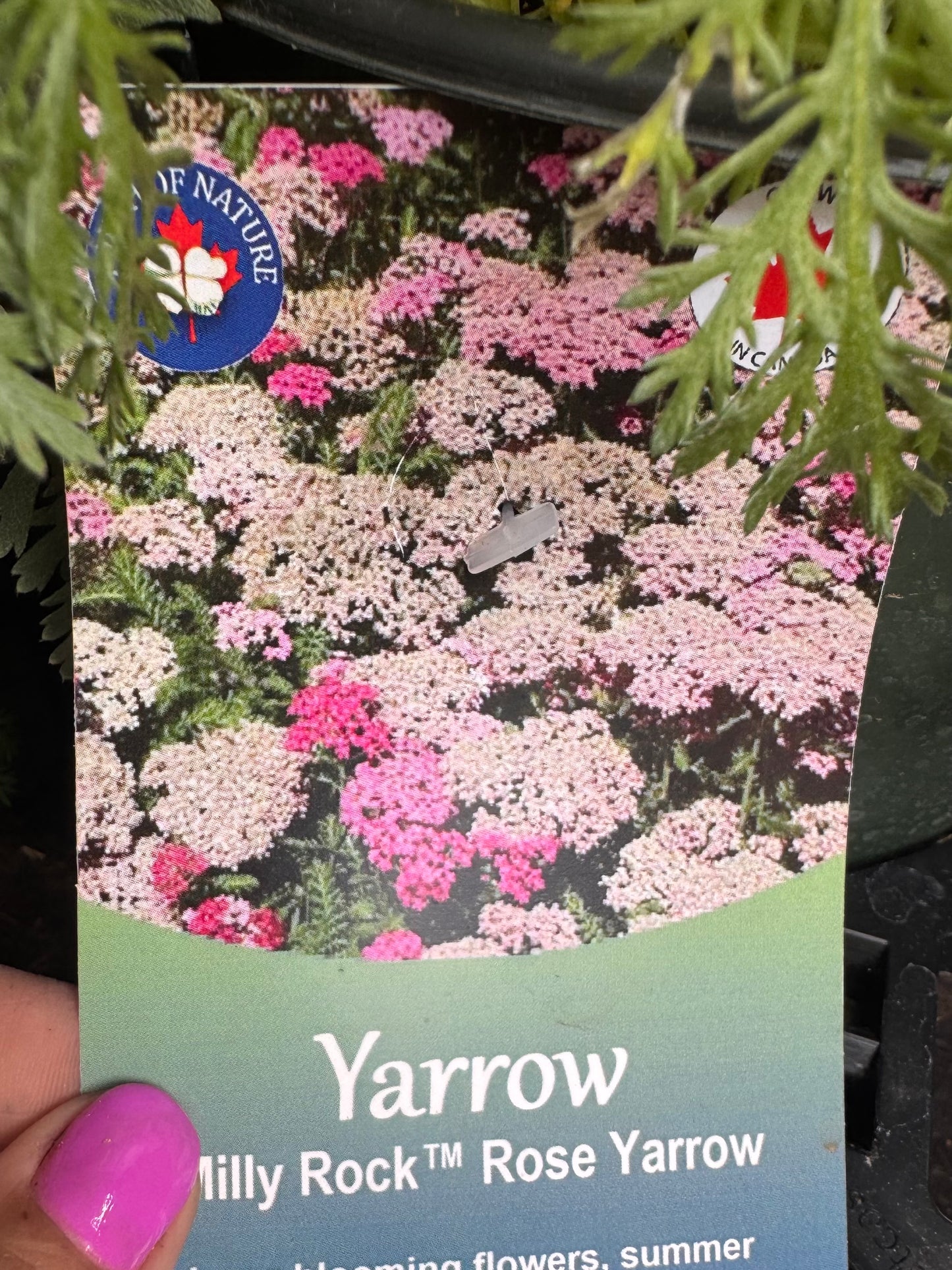 Achillea | Garden Seedling
