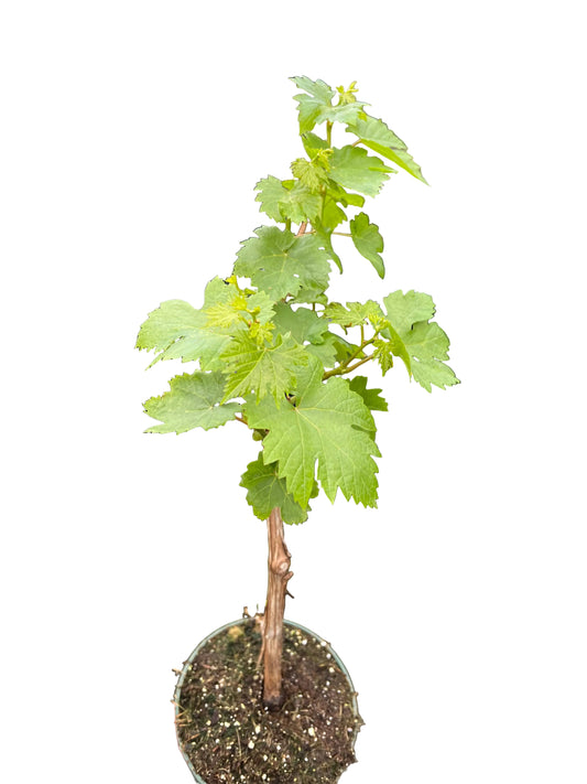Grapes  |  Garden Seedling