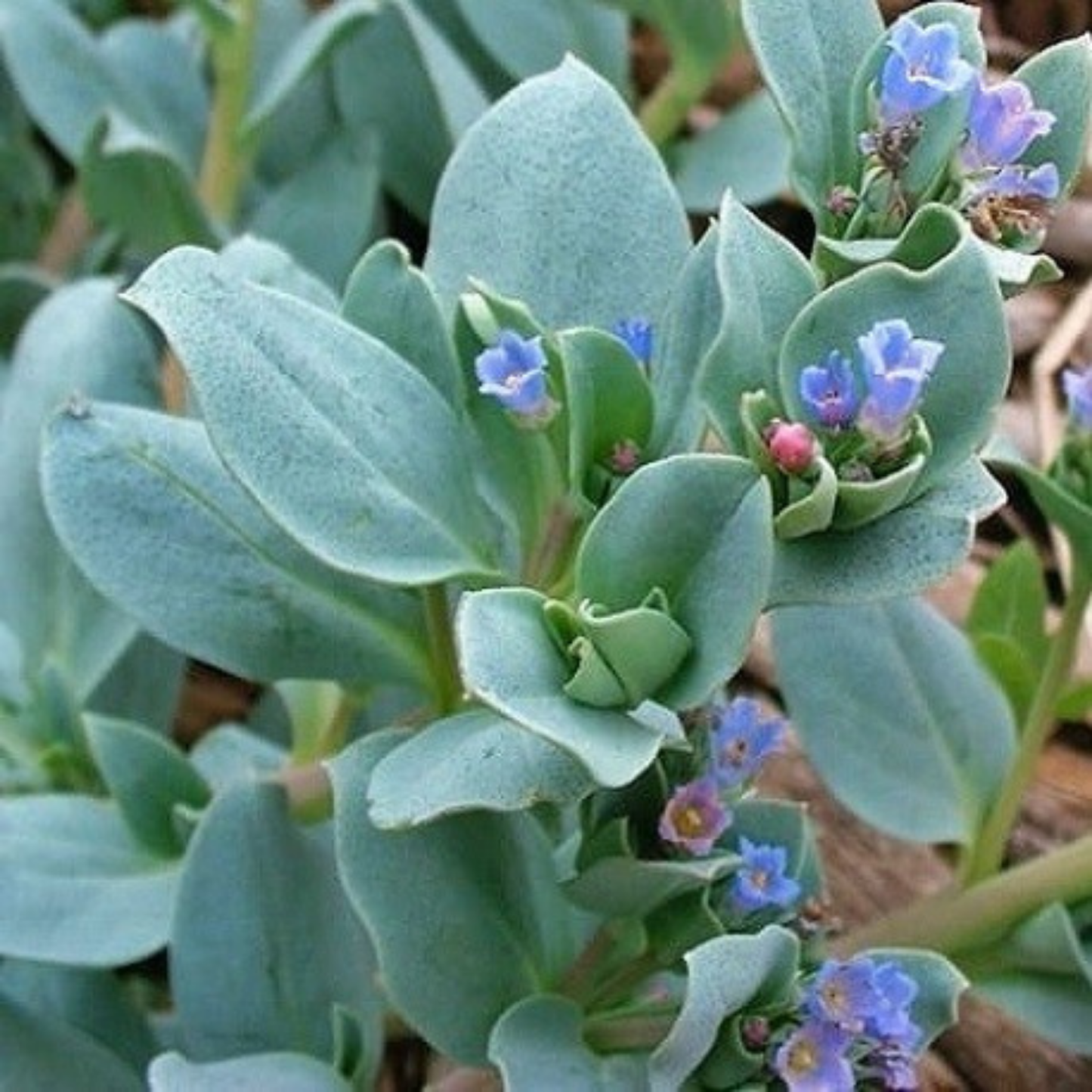 Seeds | Oyster Leaf