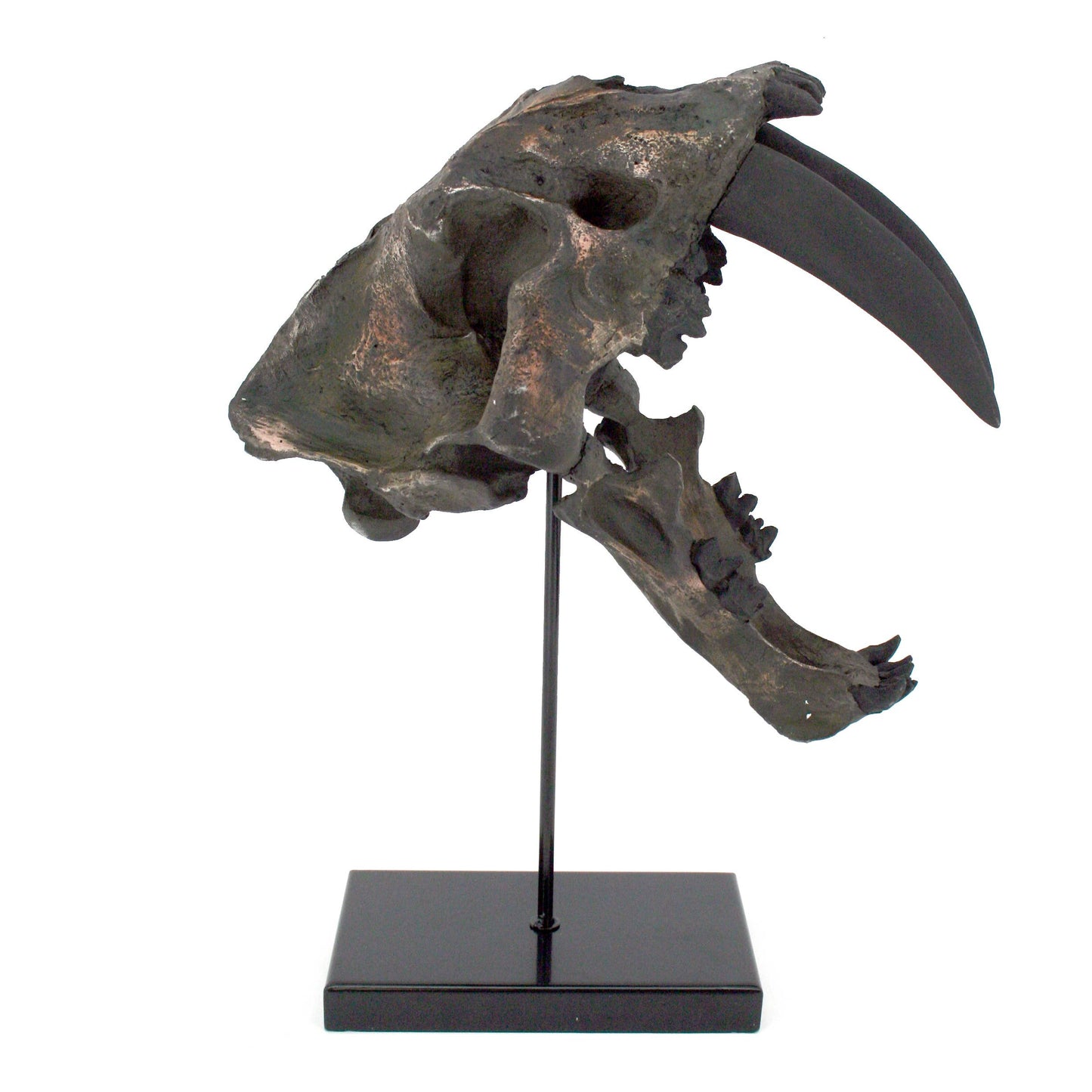 Sabertooth Tiger Fossil Skull Faux