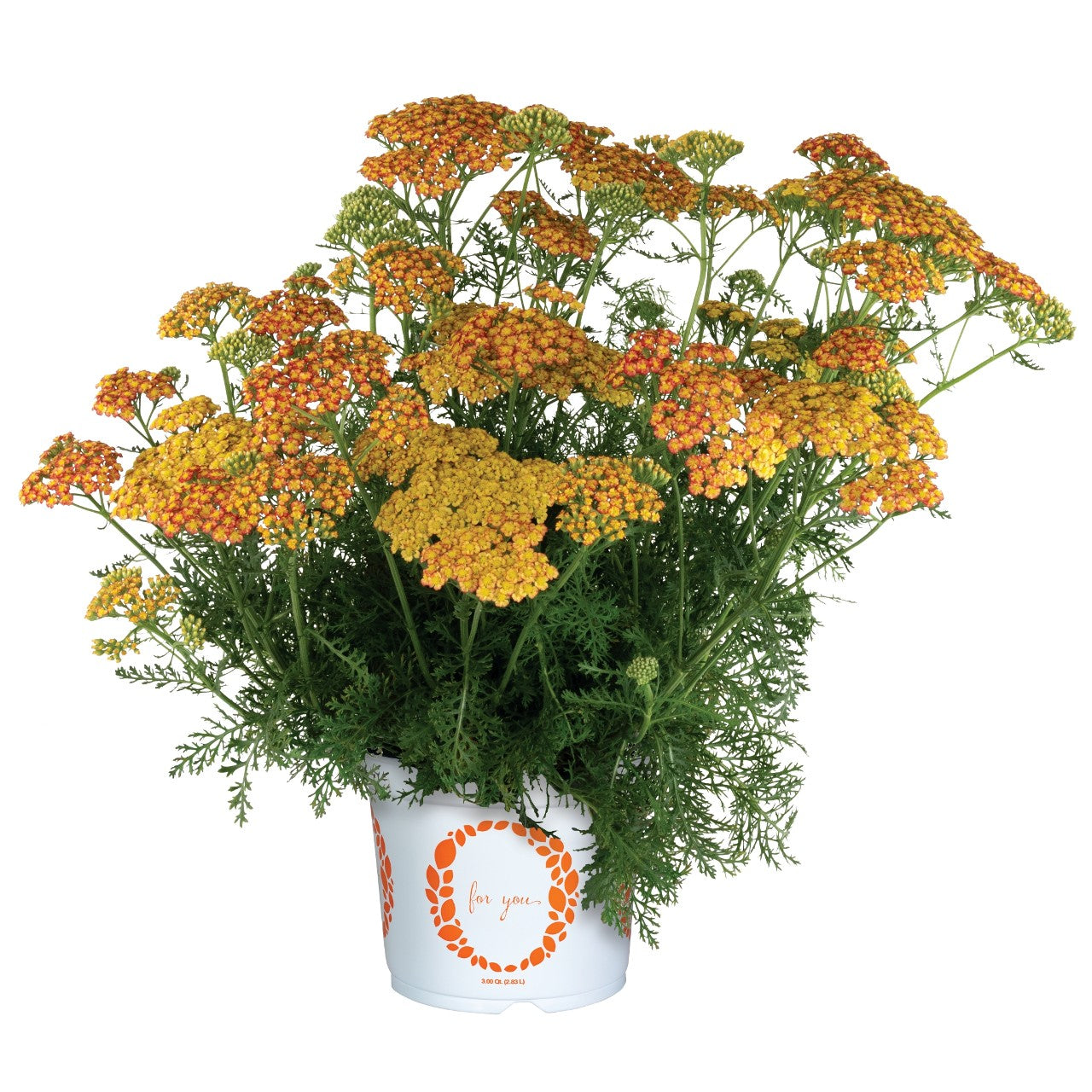 Achillea | Garden Seedling