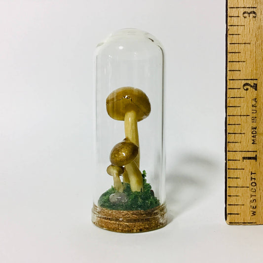 Mushroom Curio Real Fungi 2.75"