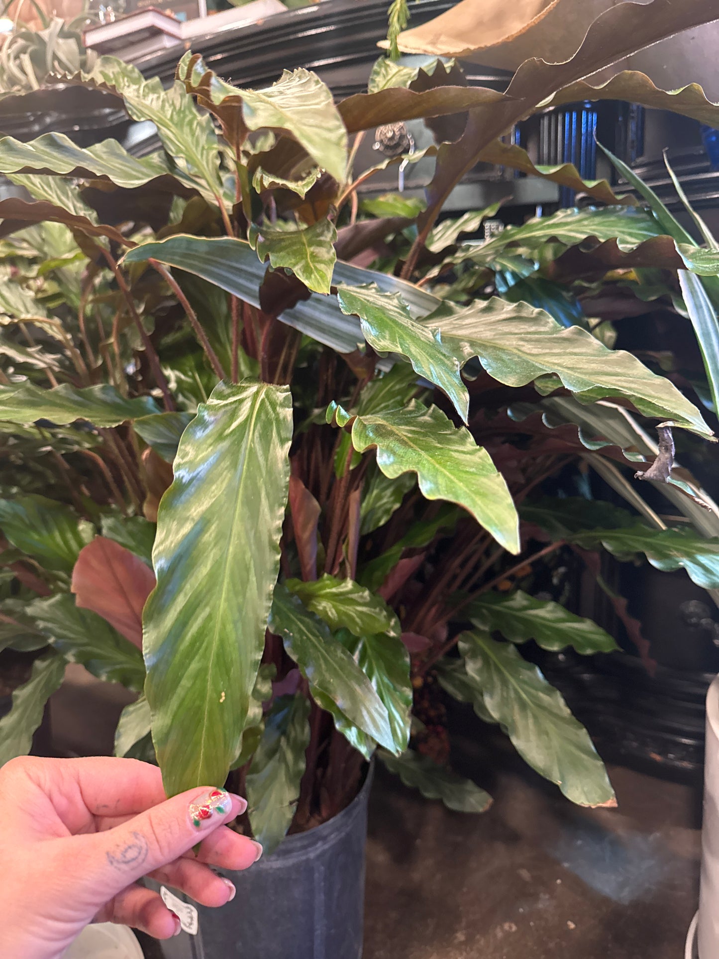 Calathea | Rufibarba
