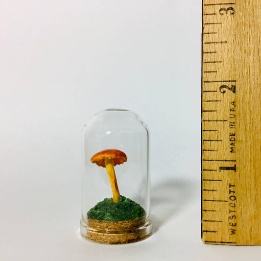 Mushroom Curio Real Fungi 1.75"