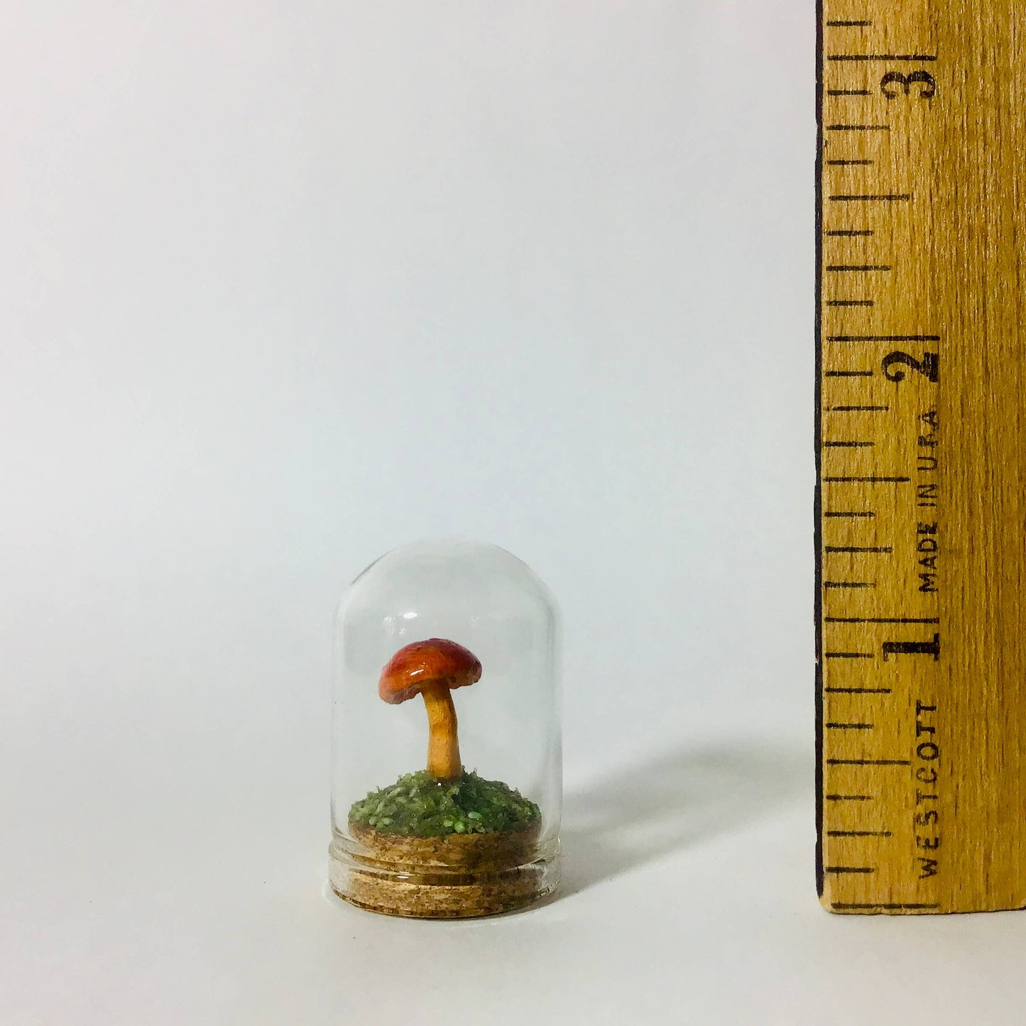 Mushroom Curio Real Fungi 1.25"