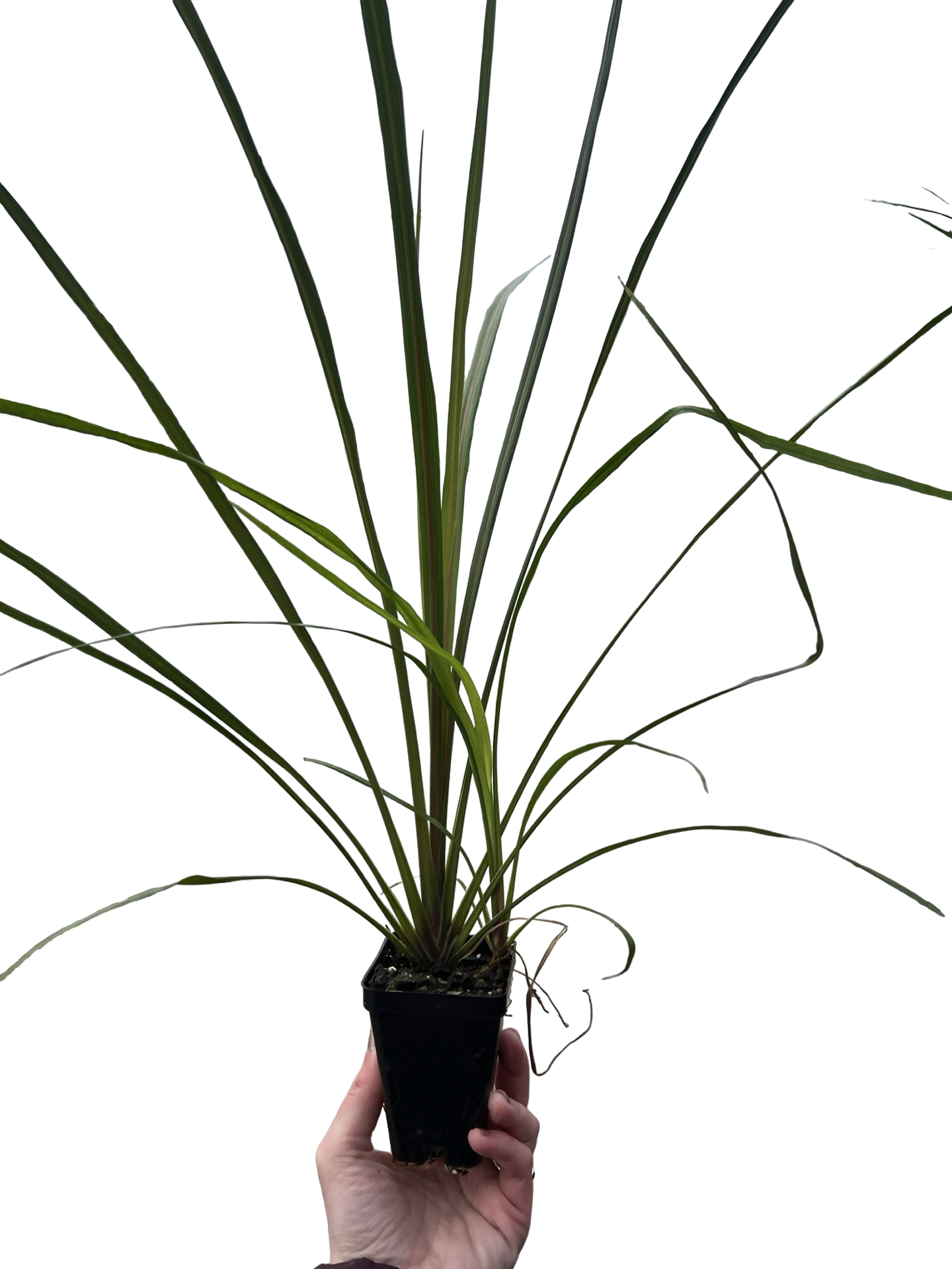 Dracaena Green Spikes |garden seedling