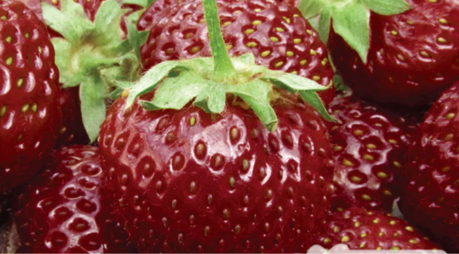 Strawberries Everbearing  |Garden Seedling