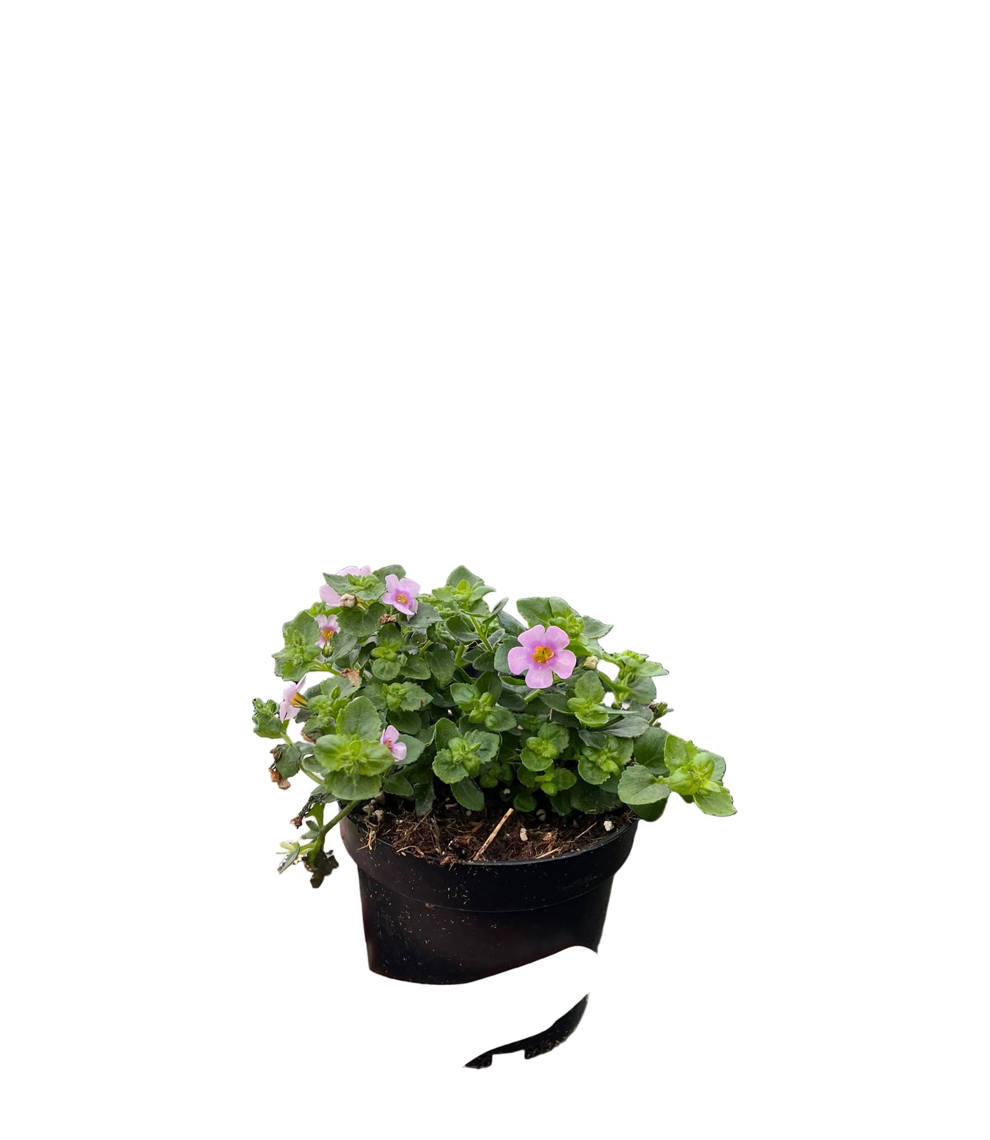 Bacopa | Garden Seedling