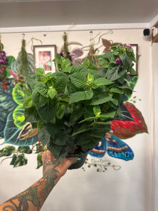 Bee Balm 6" | Garden Seedling