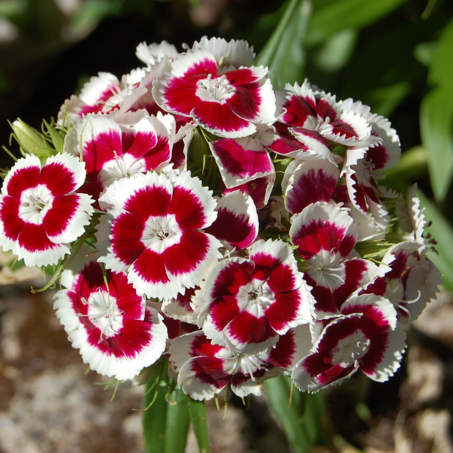 Seeds | Baking With Flowers