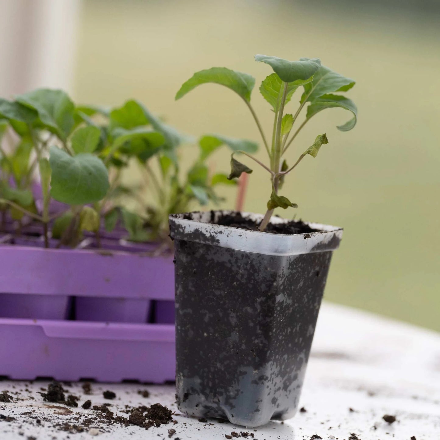 2.5" Square Pot Seed Starting