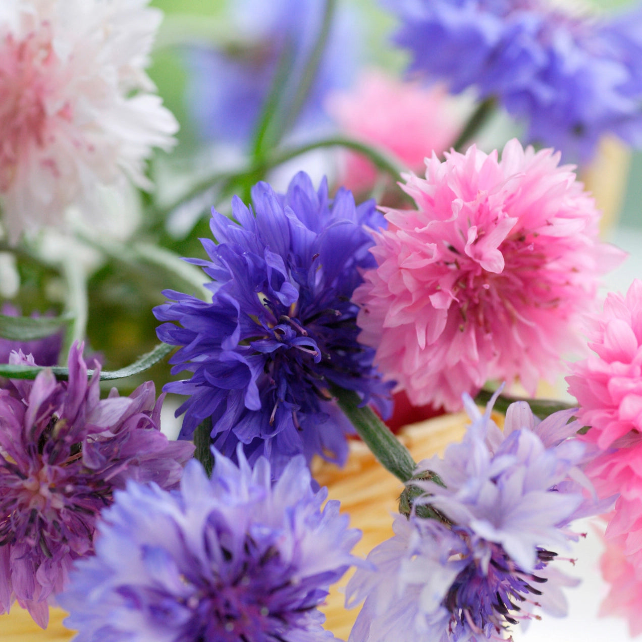 Seeds | Baking With Flowers