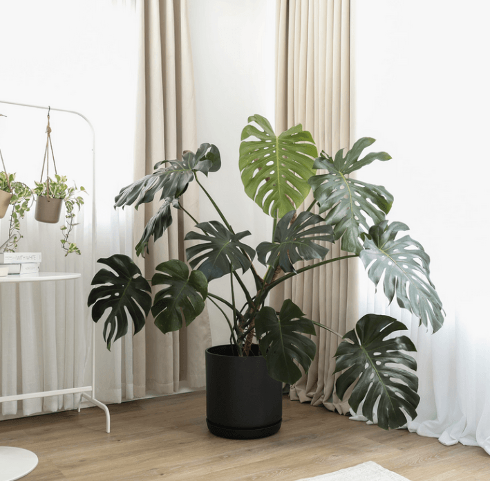 Kanso | Cyclinder Pot & Saucer