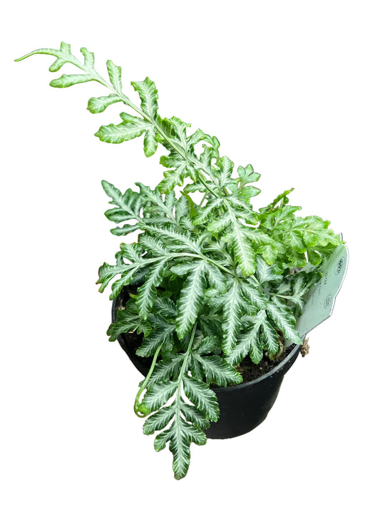 Fern | Silver Lace