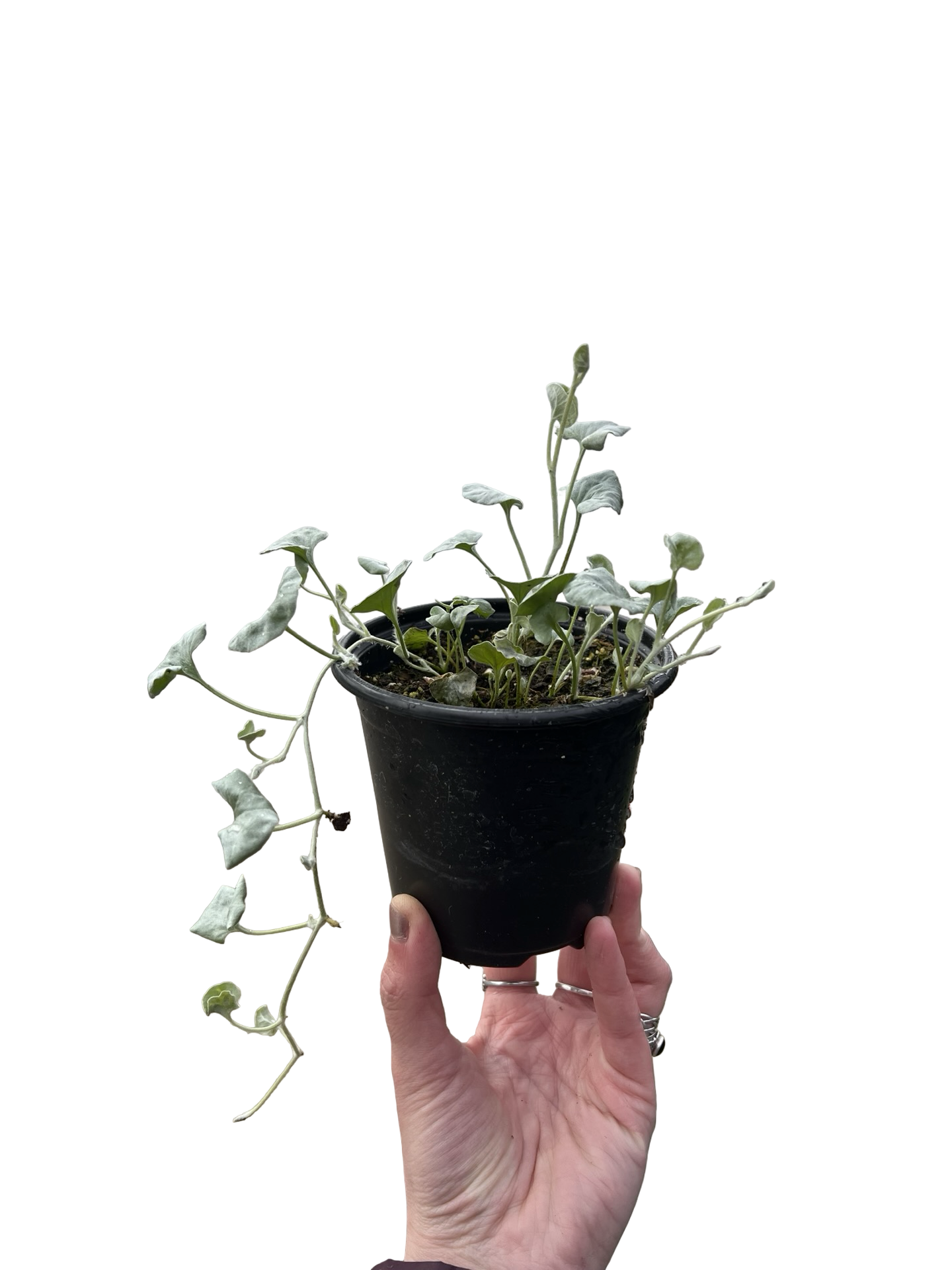 Dichondra Silver 4" | Garden Seedling