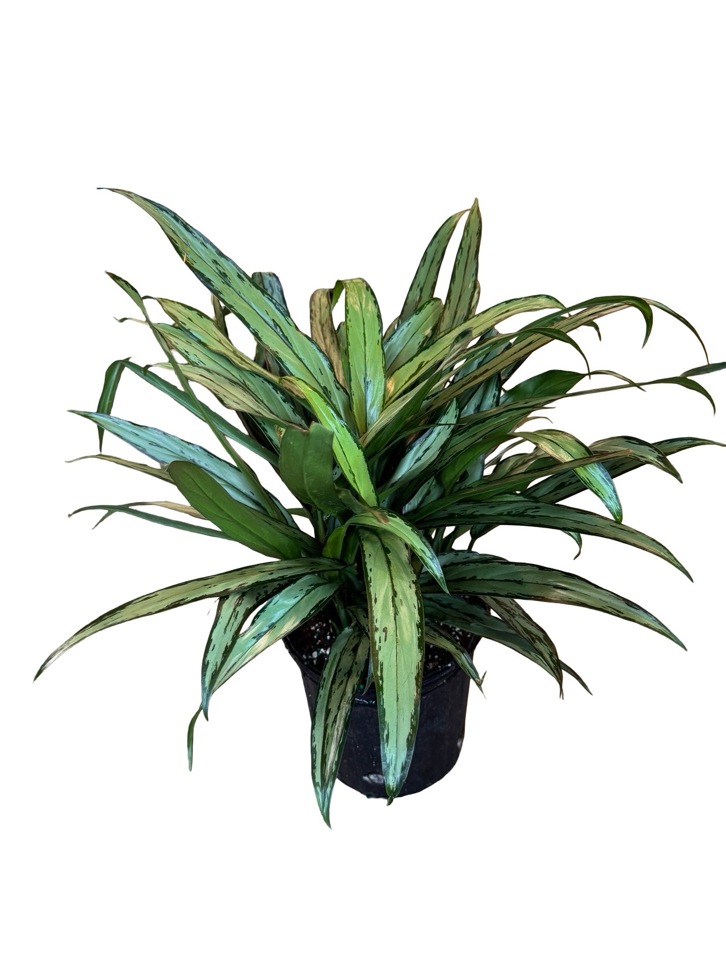 Aglaonema | Cutlass 9”