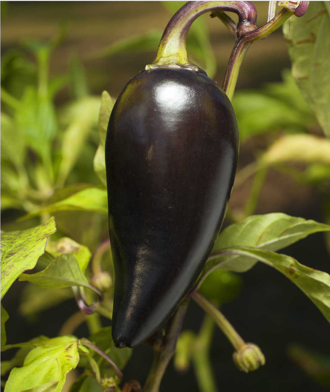 Tarot Card Seeds | Black Hungarian Jalapeño