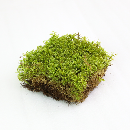 Mossify Forest Moss Live