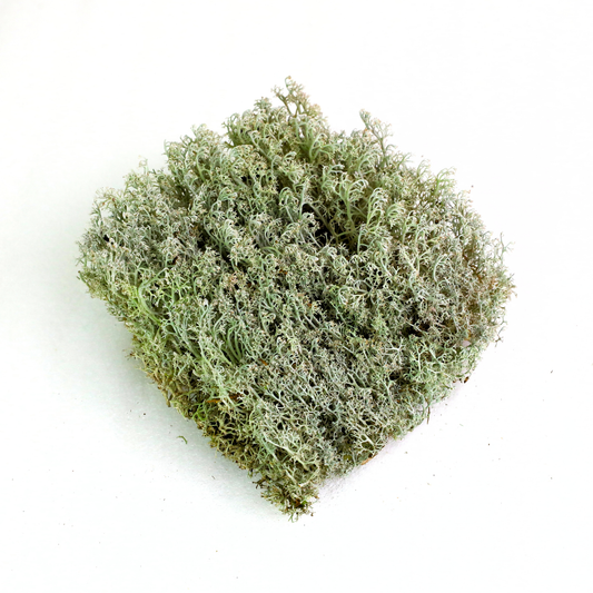 Mossify Lichen Live Moss