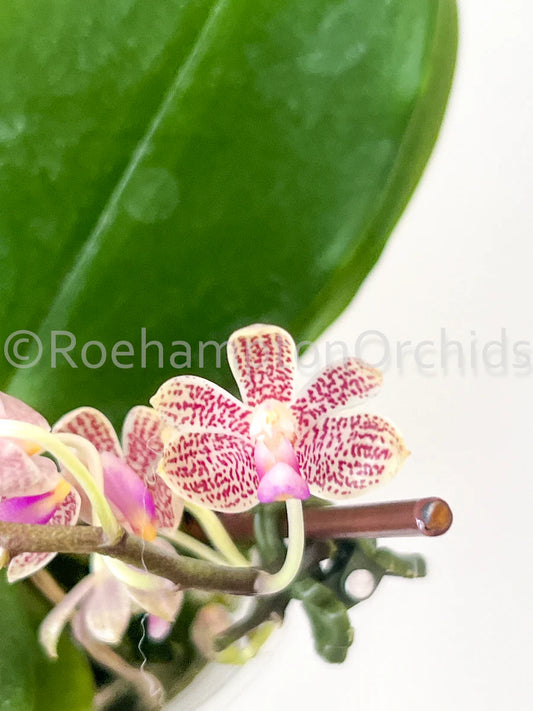 Orchids | 3” Phalenopsis javanica x minus