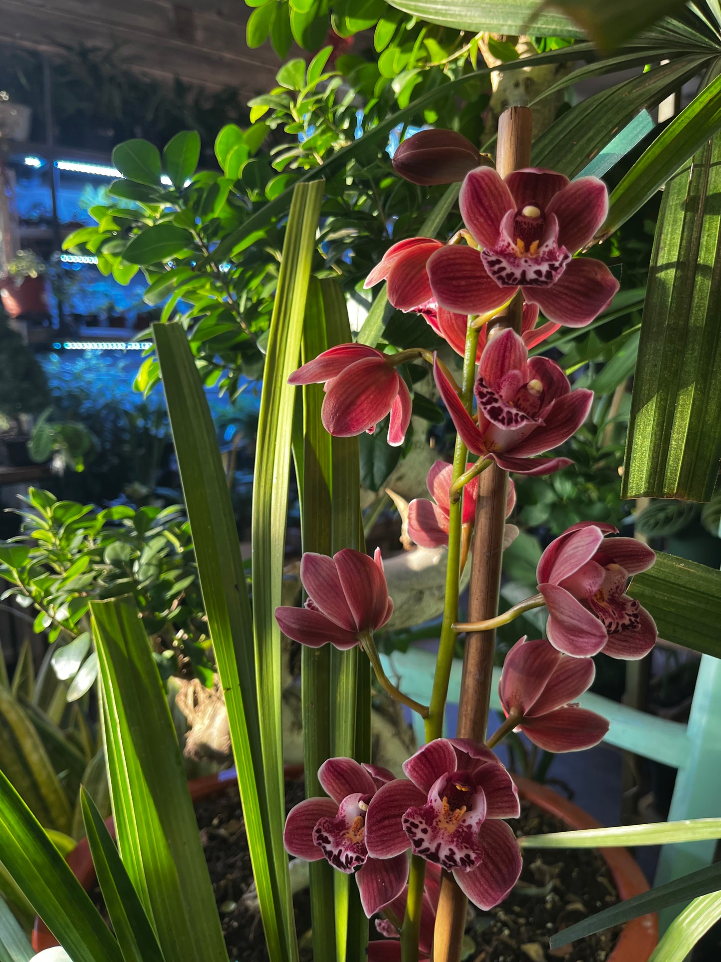 Orchids | Cymbidium Mini 6”