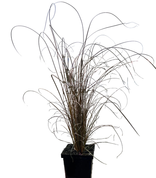 New Zealand Sedge Grass 4.5” | Garden Seedling