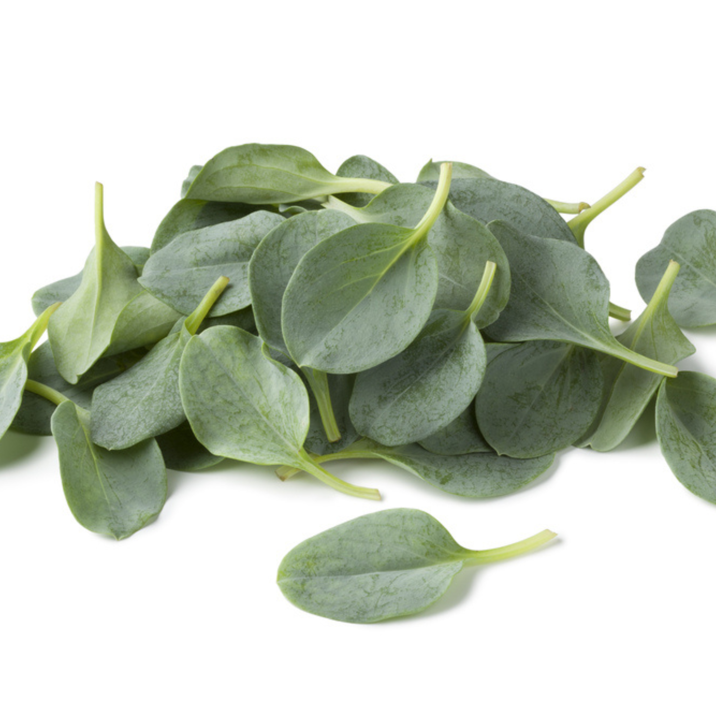 Seeds | Oyster Leaf