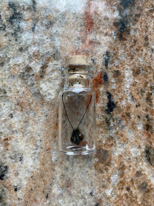 Curiosities | Butterfly Head Specimen
