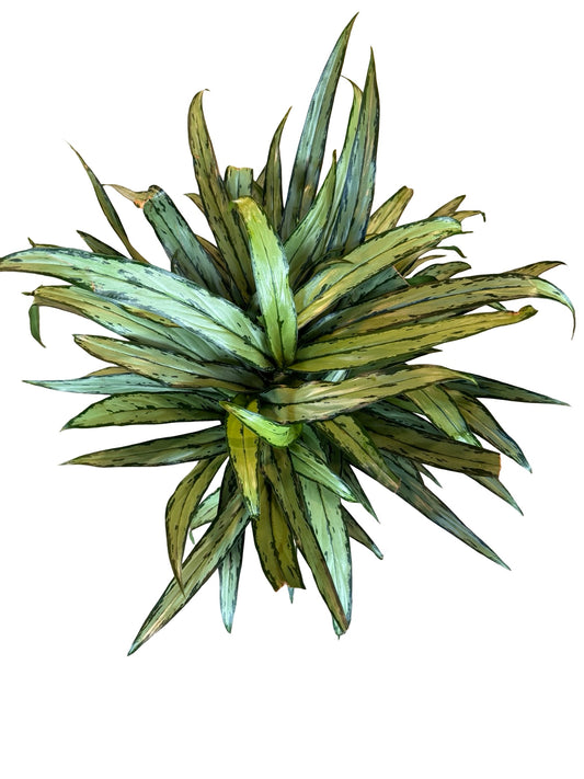 Aglaonema | Cutlass 9”