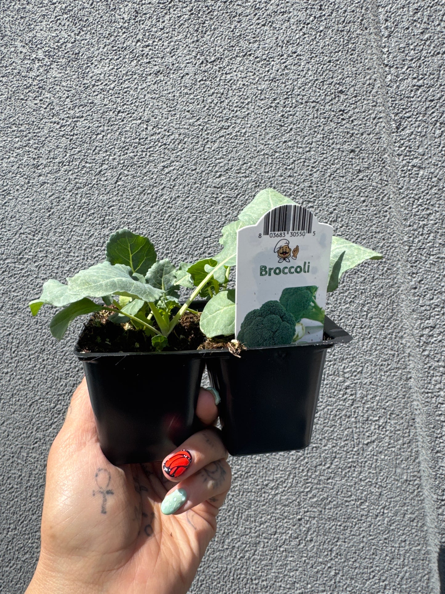 Broccoli 1201 tray | Garden Seedling