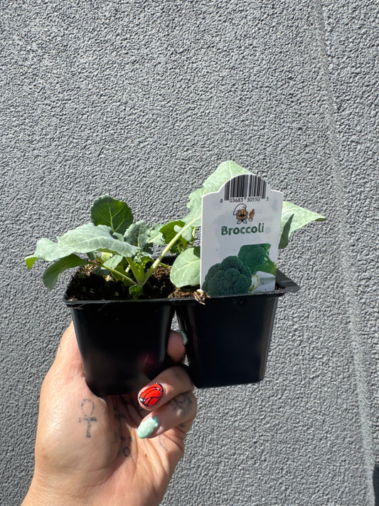 Broccoli 1201 tray | Garden Seedling