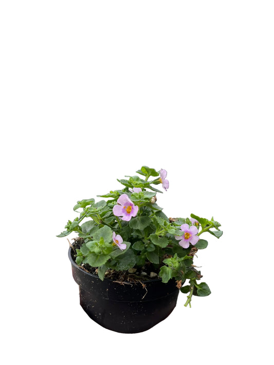 Bacopa | Garden Seedling
