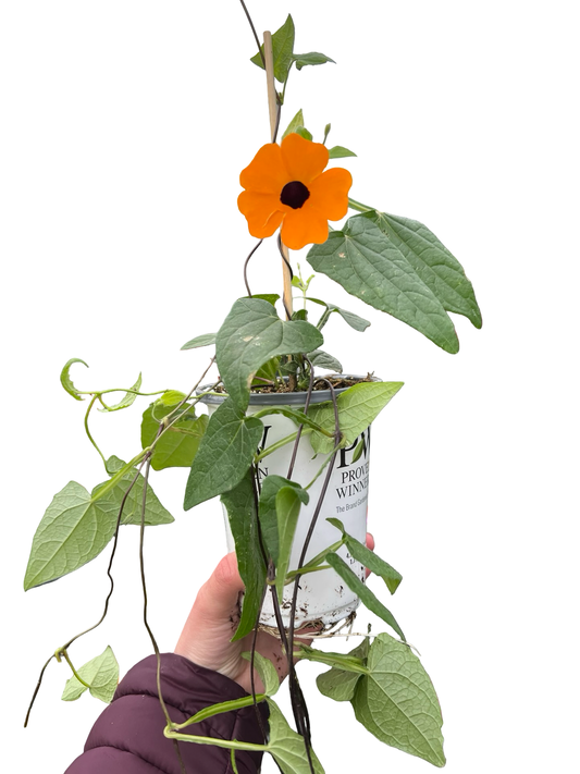 Thunbergia | Garden Seedling