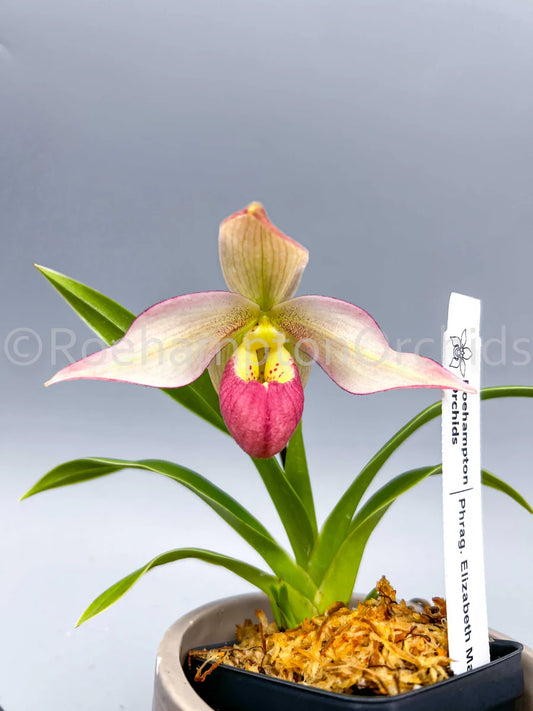 Orchids | Phrag. Elizabeth March