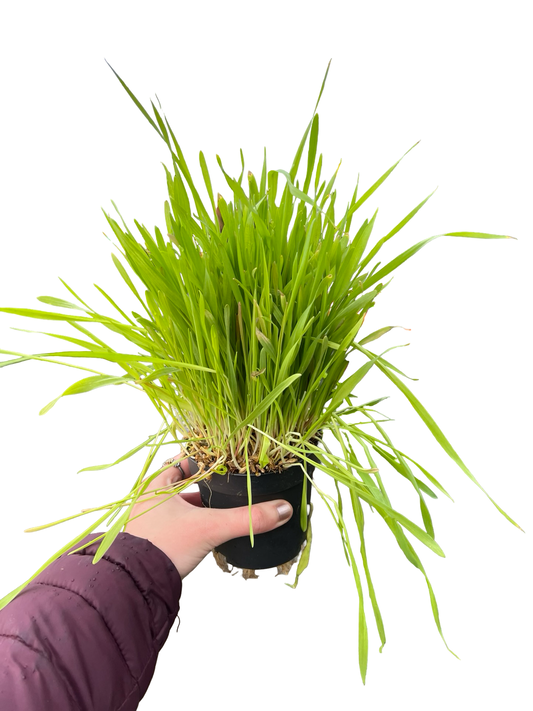 Cat Grass 4" | Garden Seedling