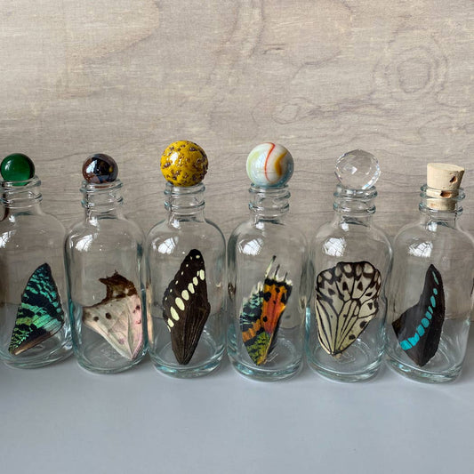 Curiosities | XL Butterfly Wing Specimen