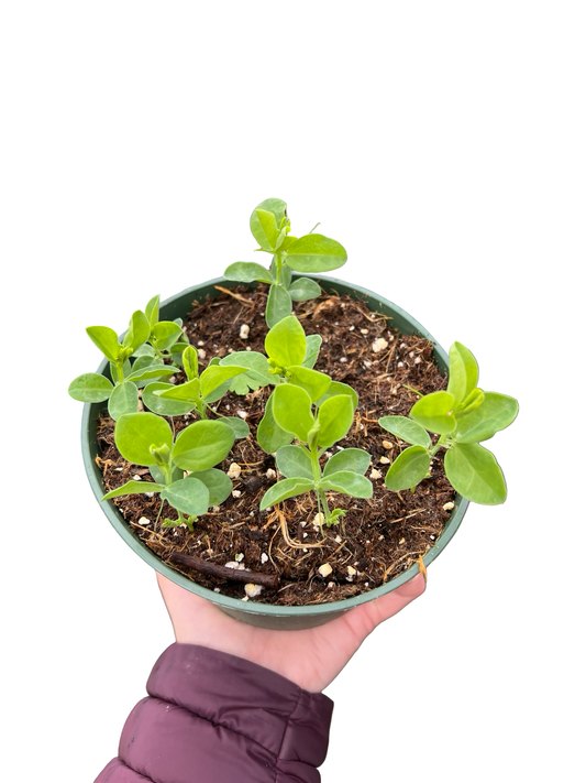 Sweet Pea | Garden Seedling
