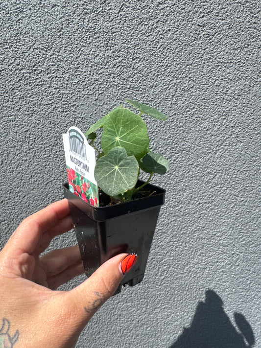 Nasturium 2.5" | Garden Seedling