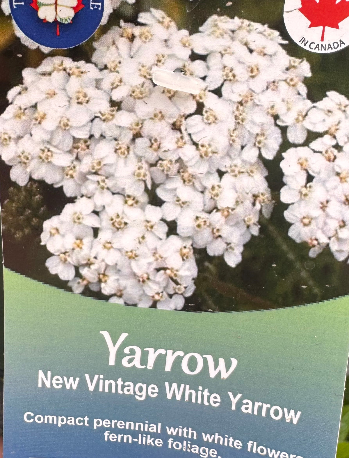 Achillea | Garden Seedling