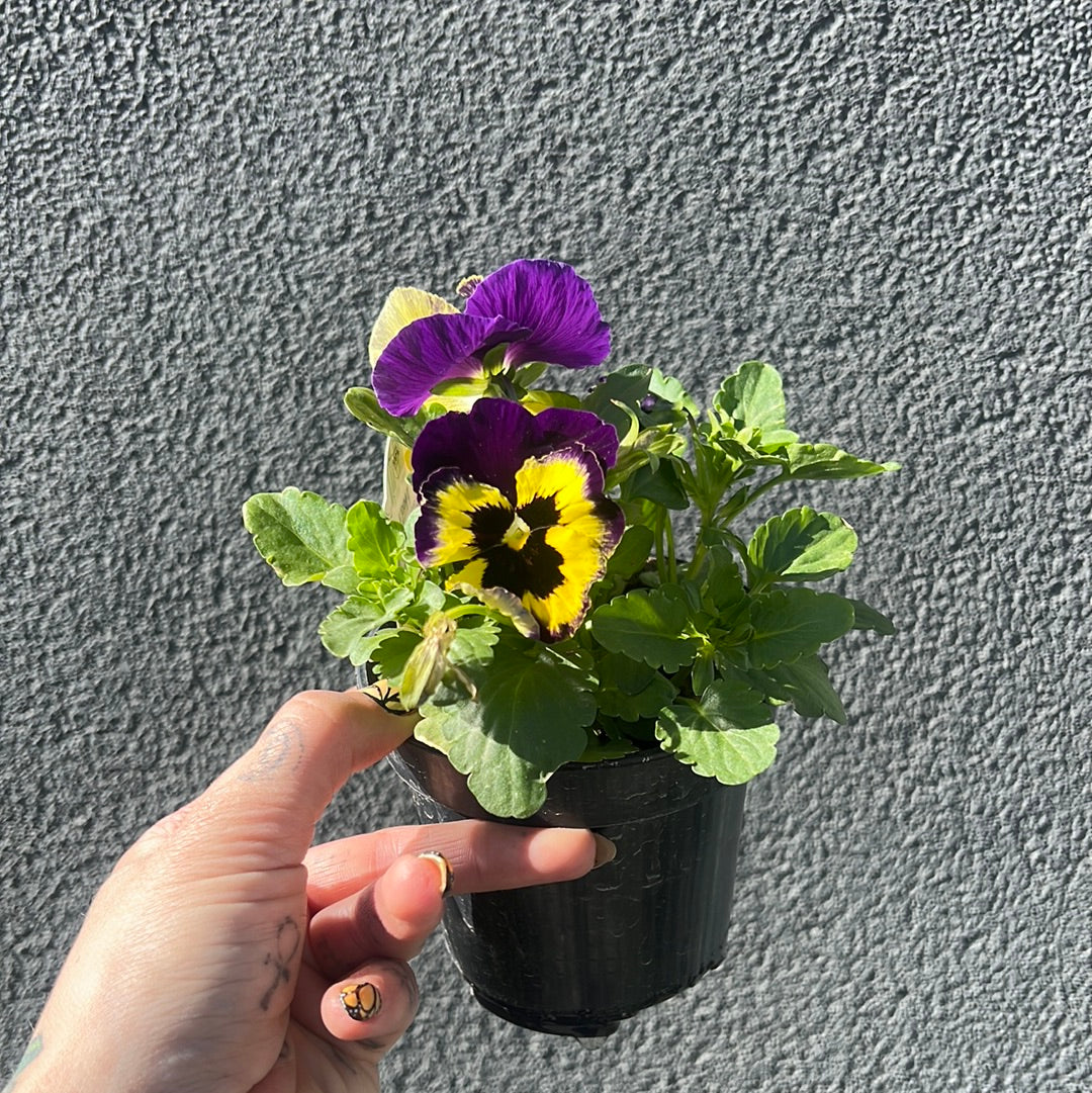 Pansy & Violas| Garden Seedling