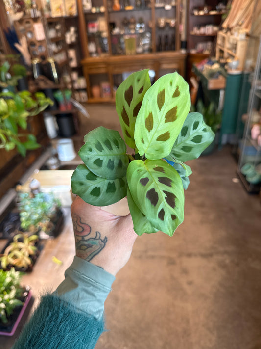 2” maranta