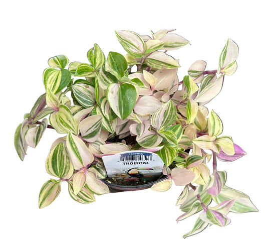 Tradescantia | Fluminensis ‘Yellow Zebra’ 4”