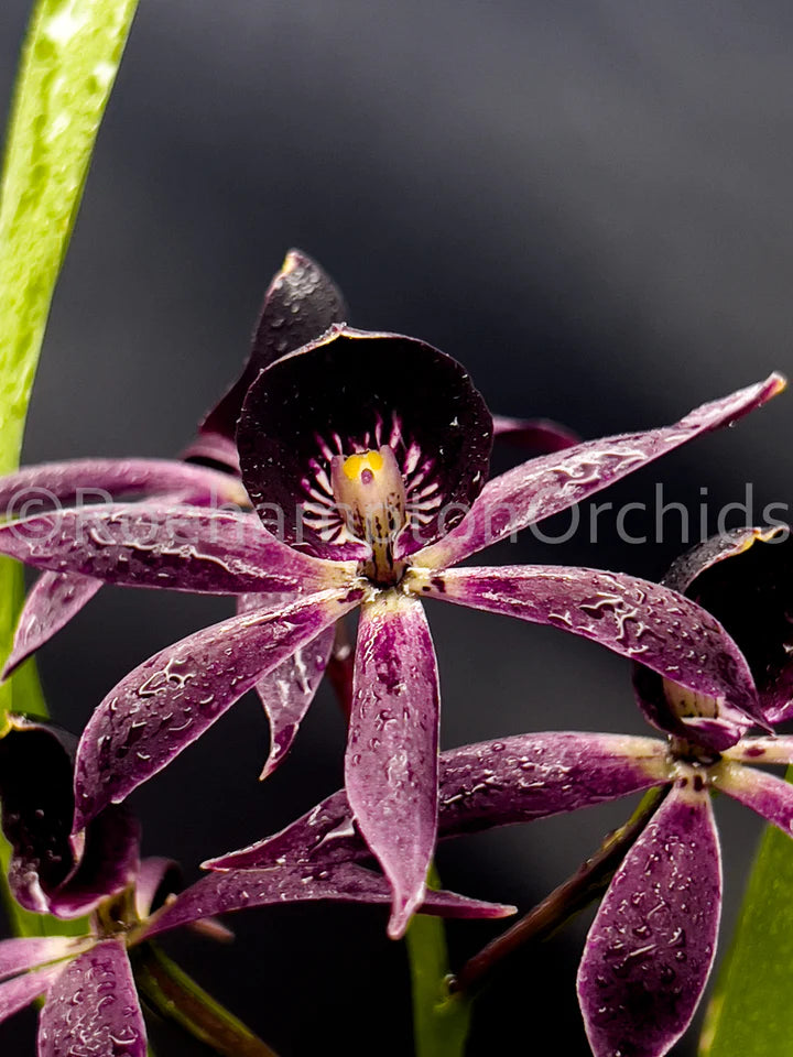 Orchids | Guarechea Black Comet
