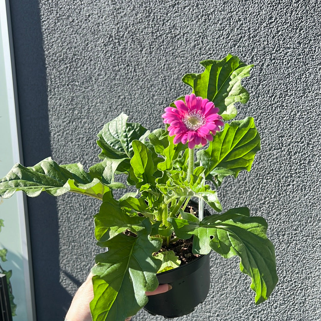 Gerber Daisy | Garden Seedling