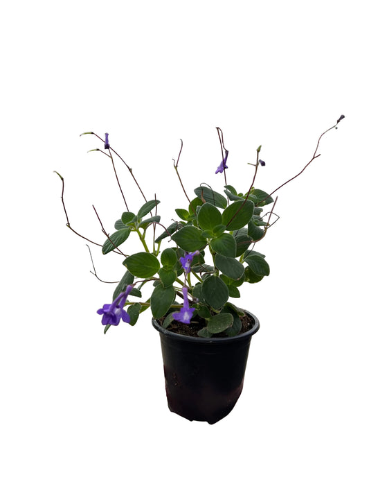 Streptocarpella | Garden Seedling