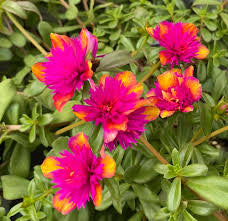 Portulaca | Garden Seedling