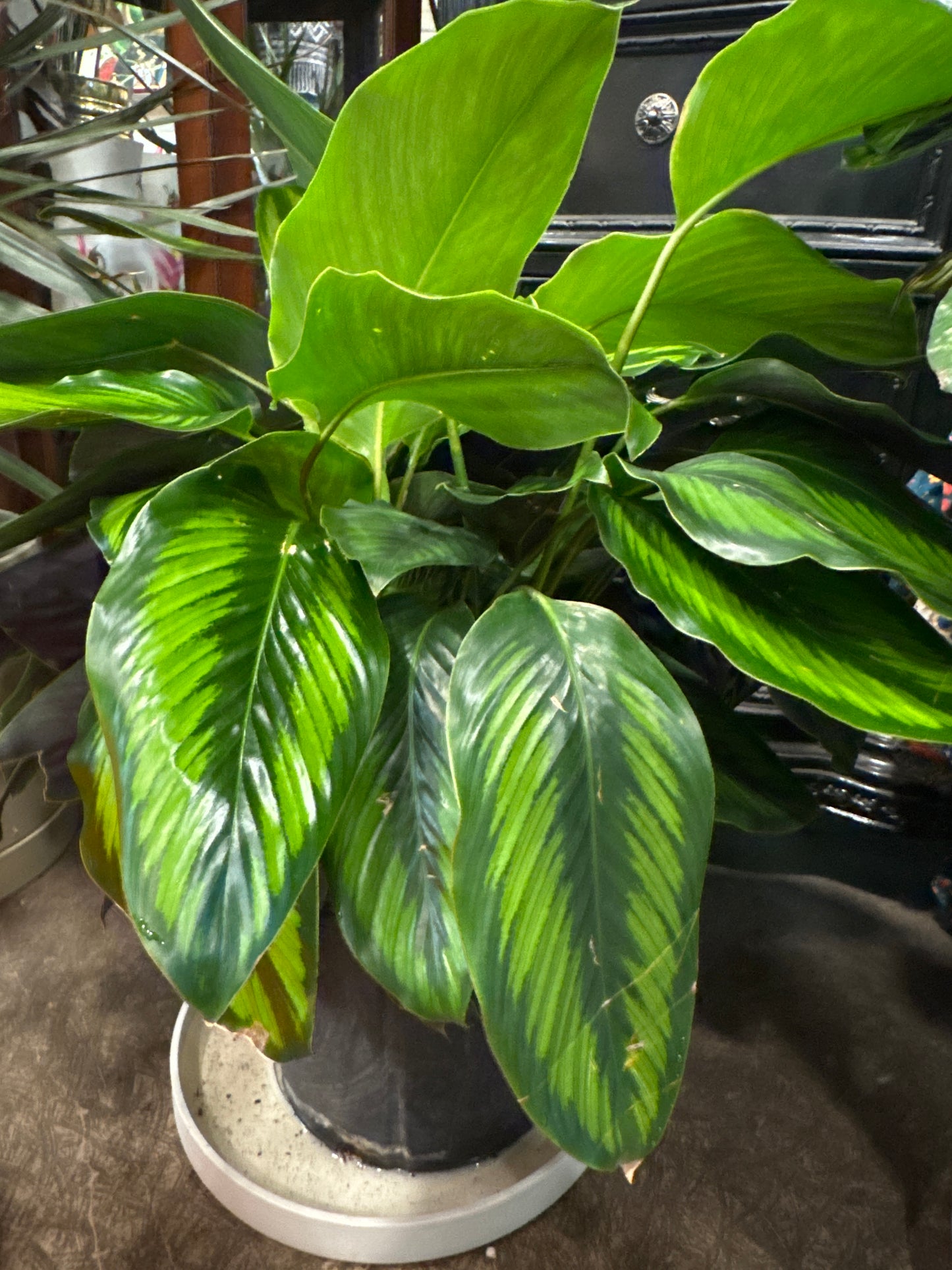 Calathea | Beauty Star